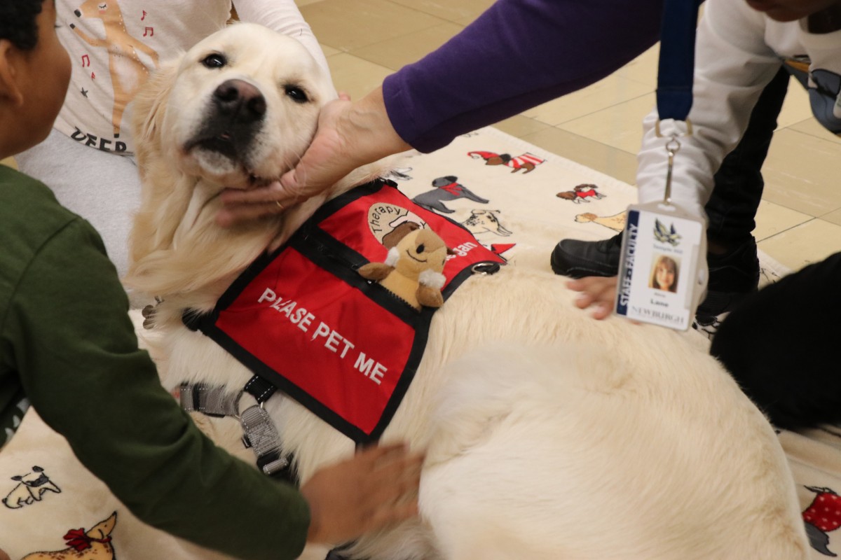 St johns best sale service dogs